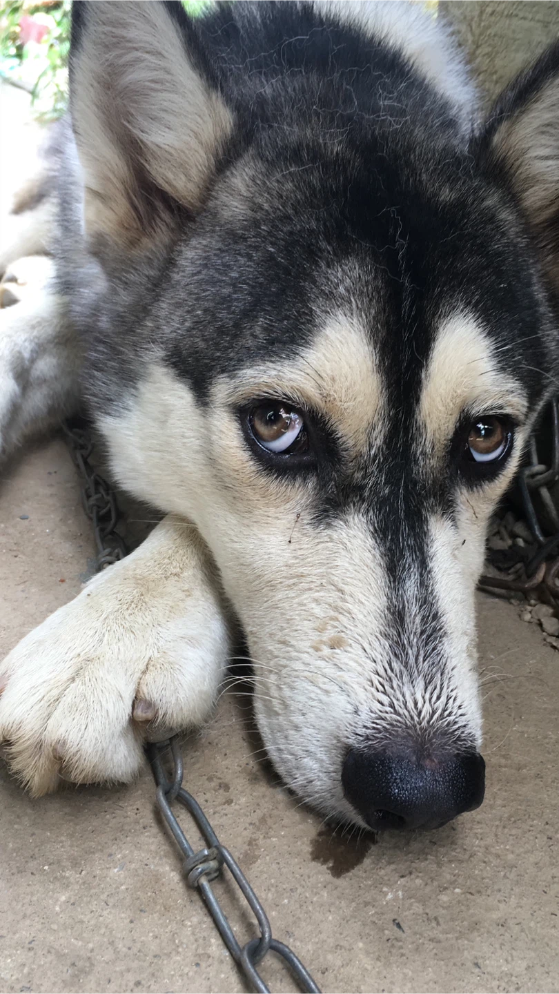 Dog Walking and Pet Sitting services