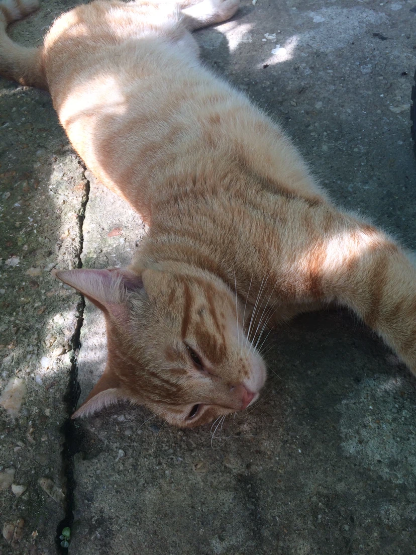 Dog Walking and Pet Sitting services - photo 2