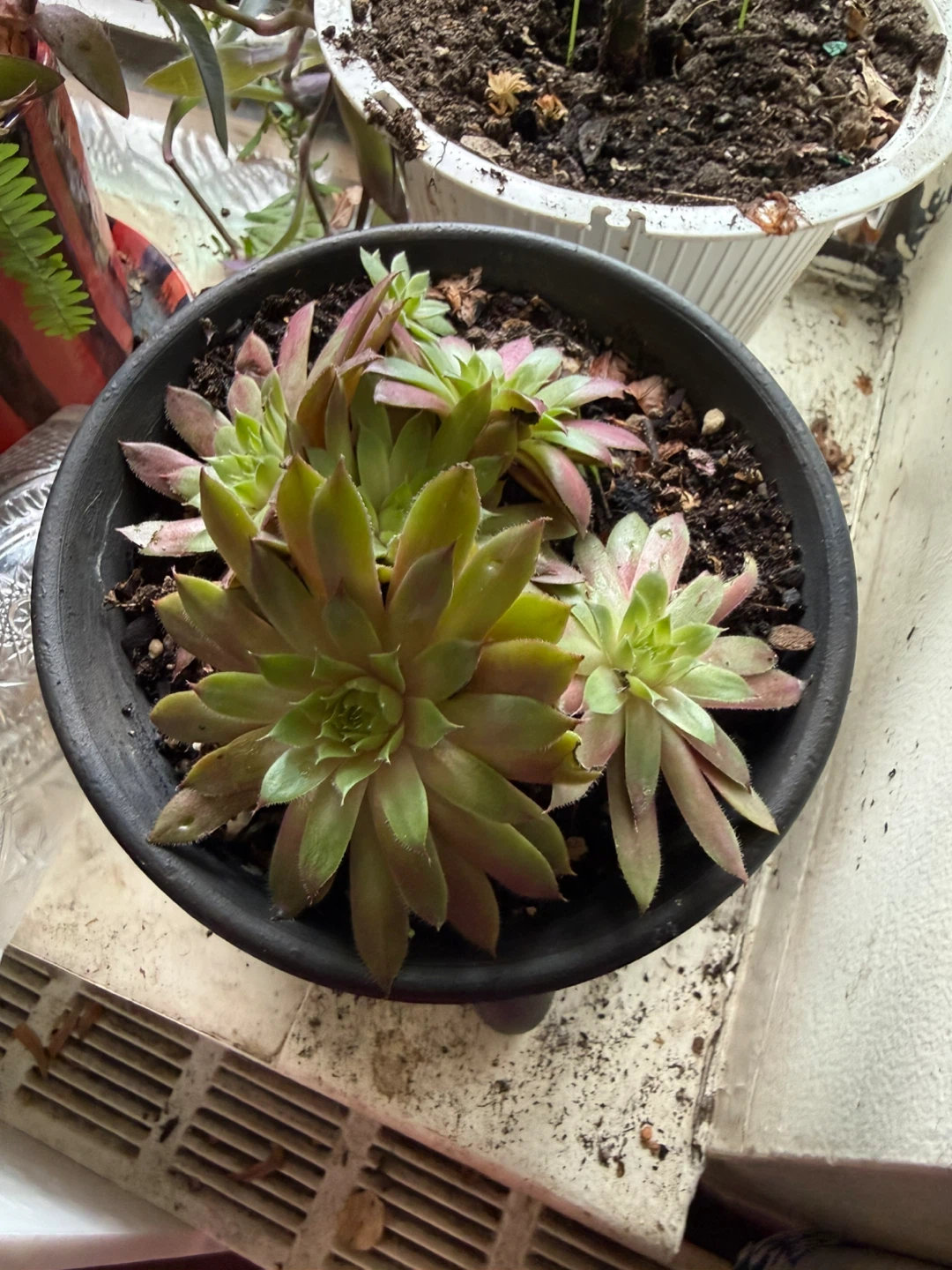Potted Succulent Plant 8”