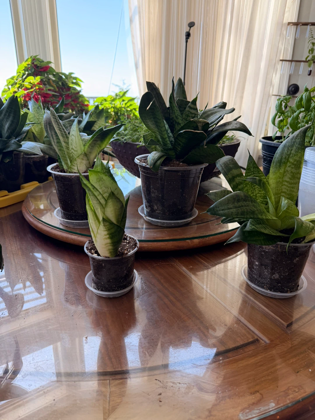 Bird’s Nest Snake Plants – Multiple Sizes Available (4”–7”)
