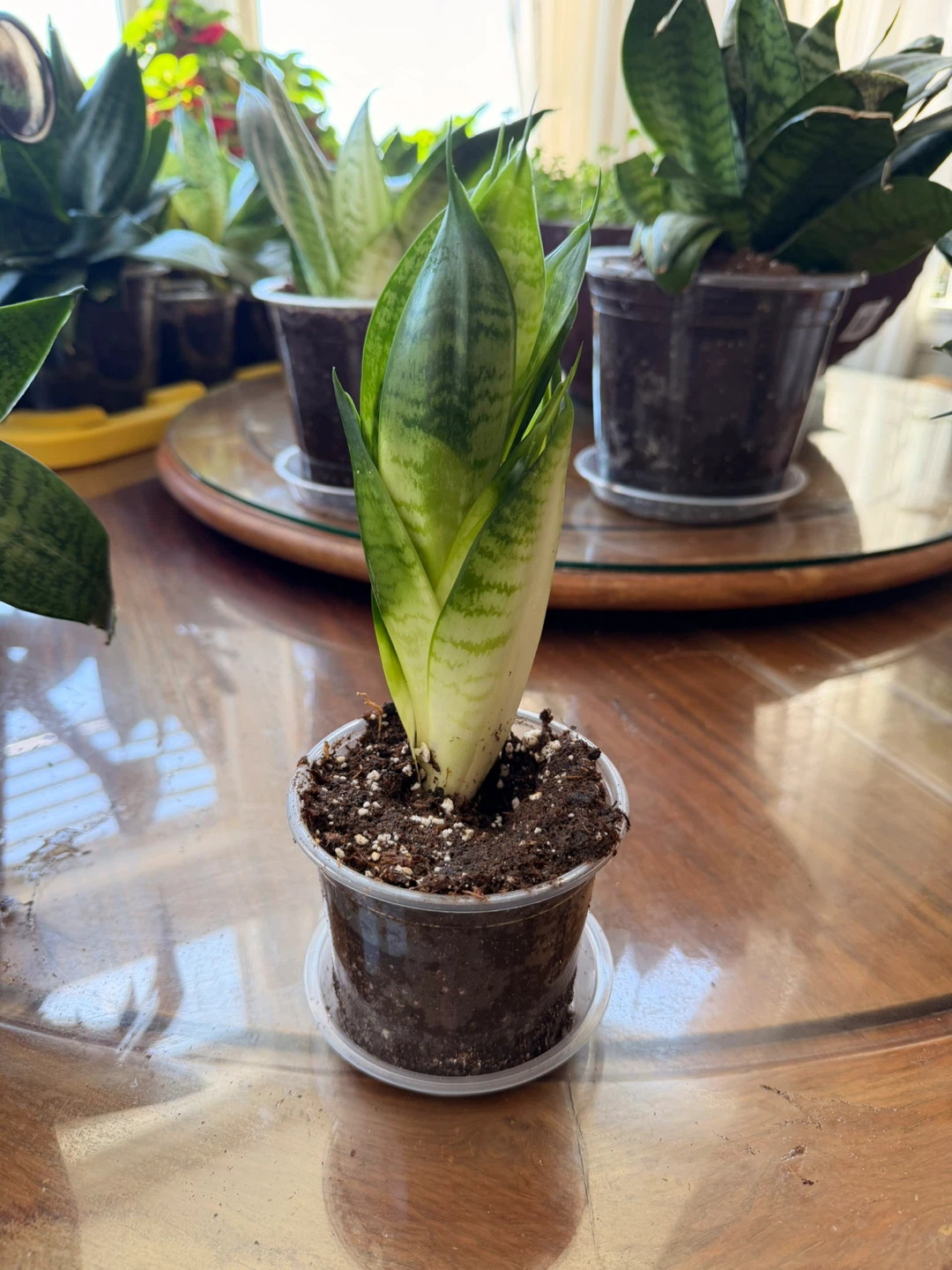 Bird’s Nest Snake Plants – Multiple Sizes Available (4”–7”) - photo 2