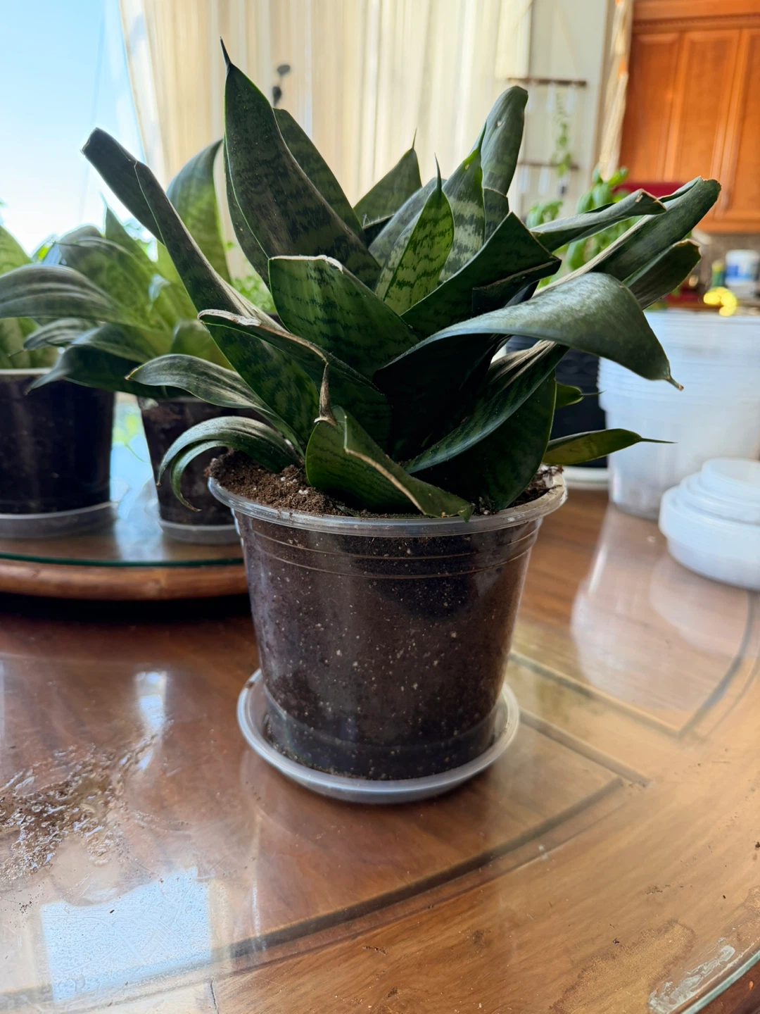 Bird’s Nest Snake Plants – Multiple Sizes Available (4”–7”) - photo 3