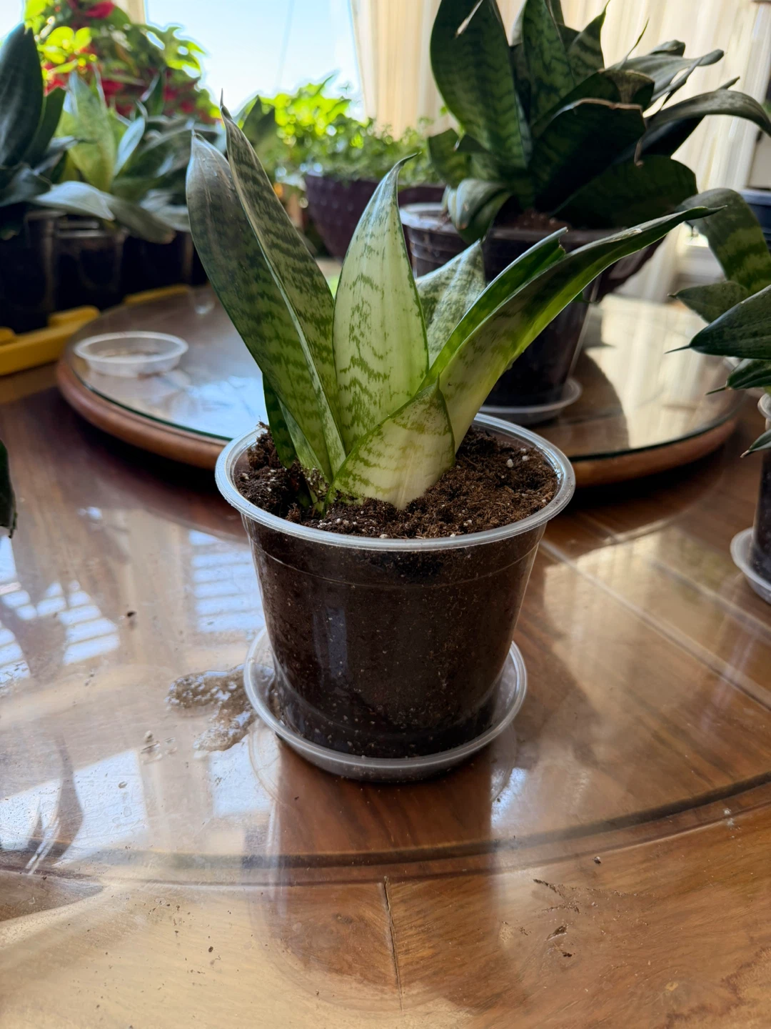 Bird’s Nest Snake Plants – Multiple Sizes Available (4”–7”) - photo 5
