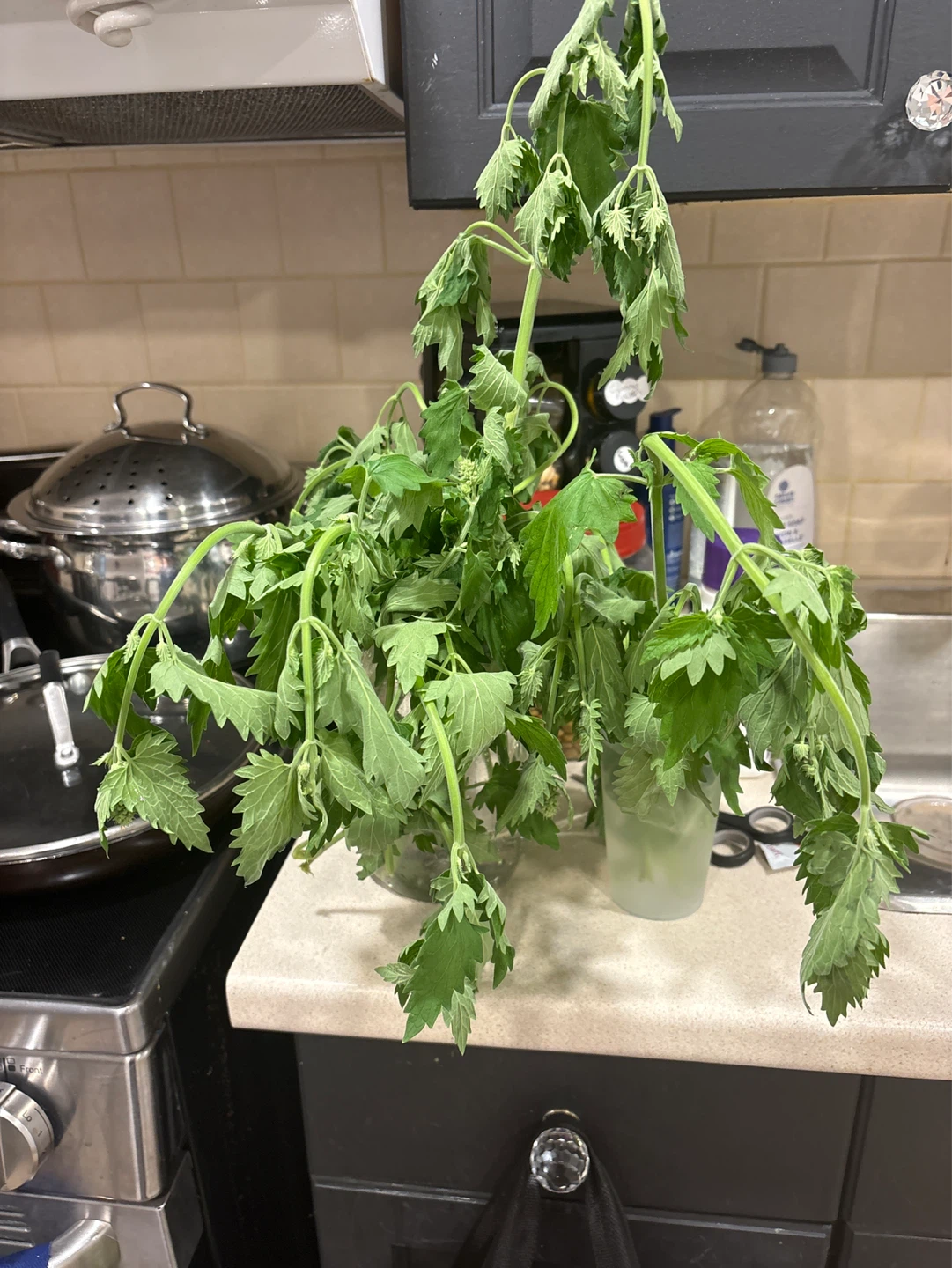 FREE Fresh Catnip Bunch