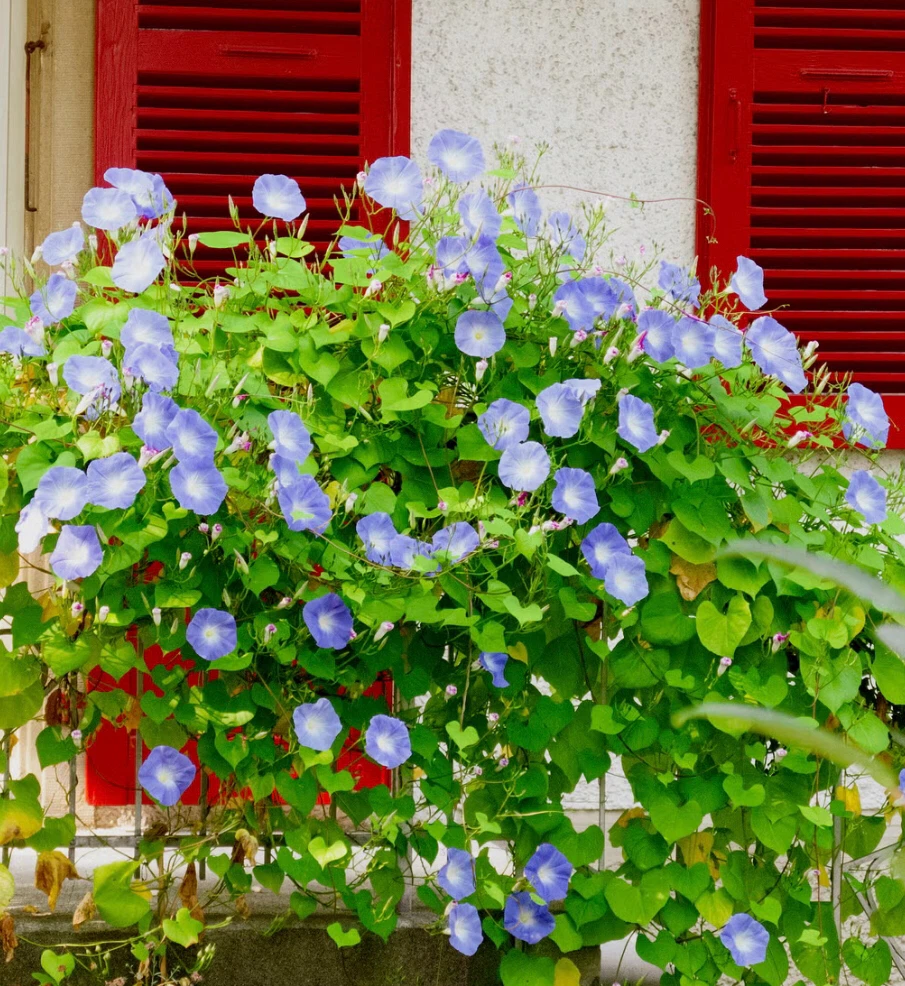Morning Glory Plant Seedlings