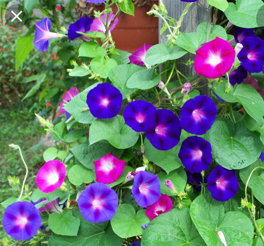 Morning Glory Plant Seedlings - photo 2
