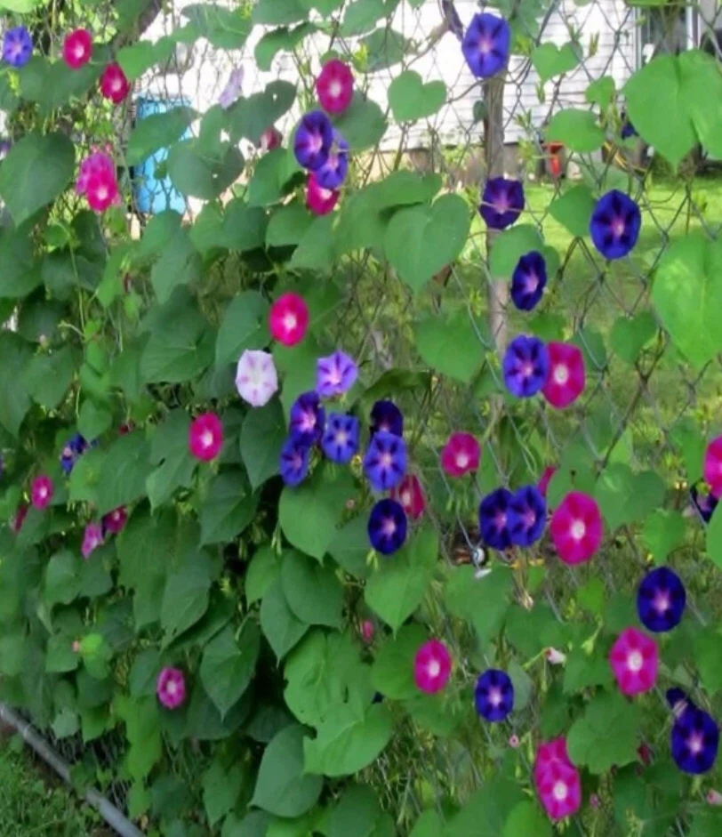 Morning Glory Plant Seedlings - photo 3