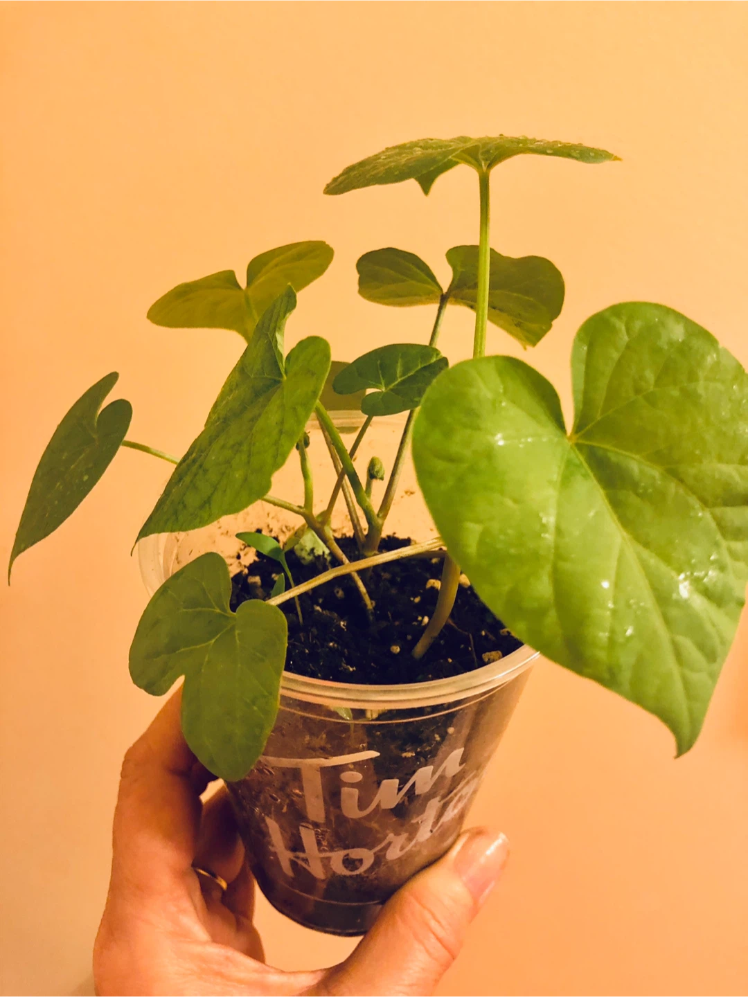 Morning Glory Plant Seedlings - photo 5