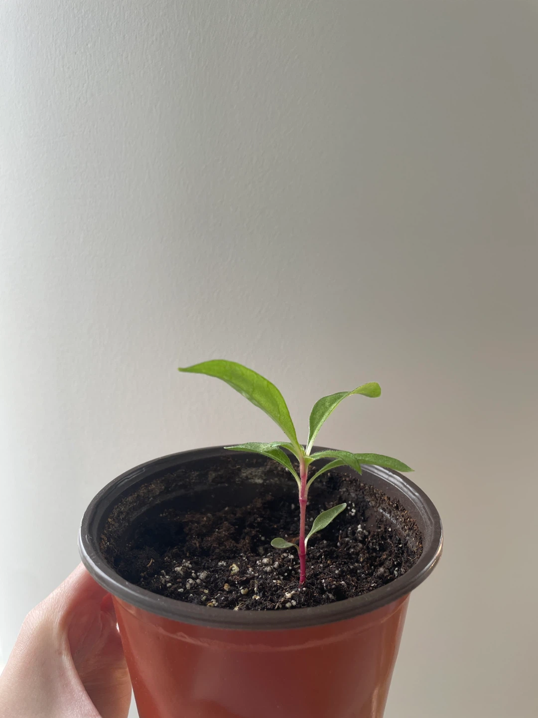 Gomphrena/Globe Amaranth flower seedlings - photo 2
