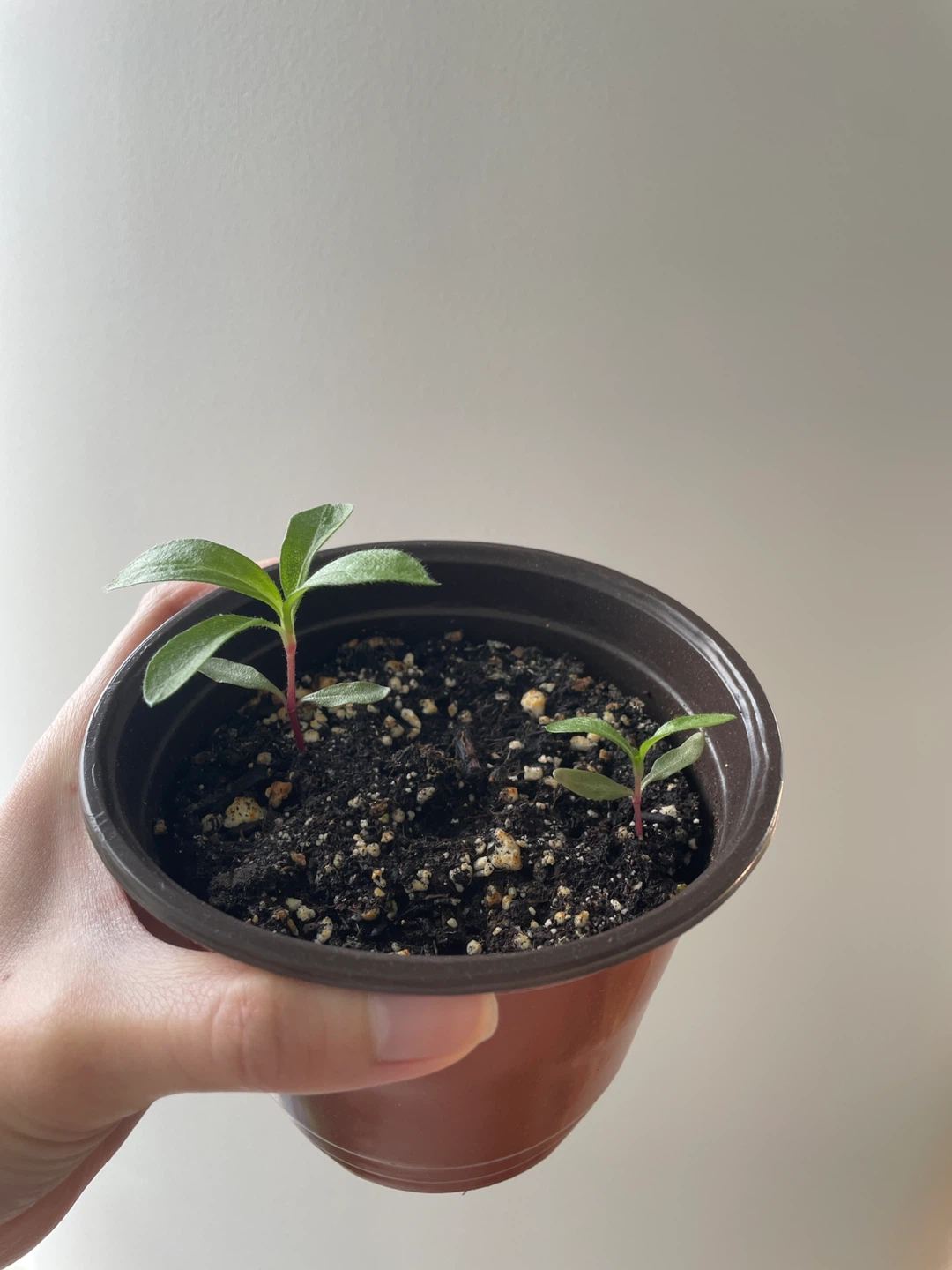 Gomphrena/Globe Amaranth flower seedlings