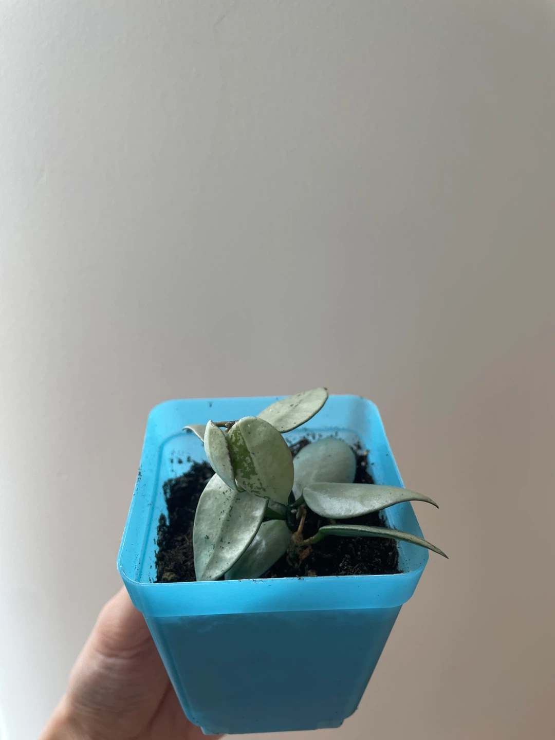 Hoya Krohniana Super Silver rooted - photo 2