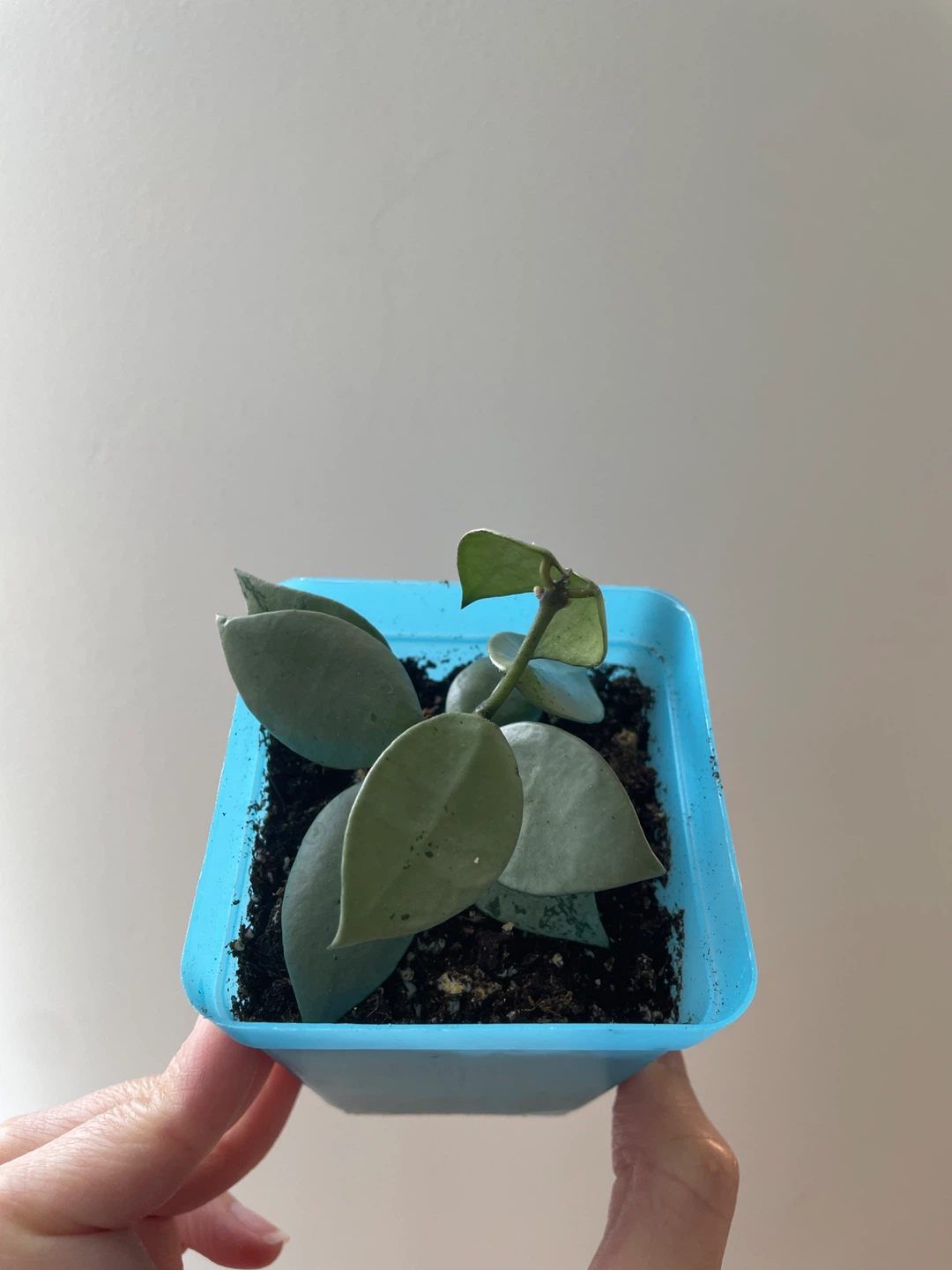 Hoya Krohniana Super Silver rooted