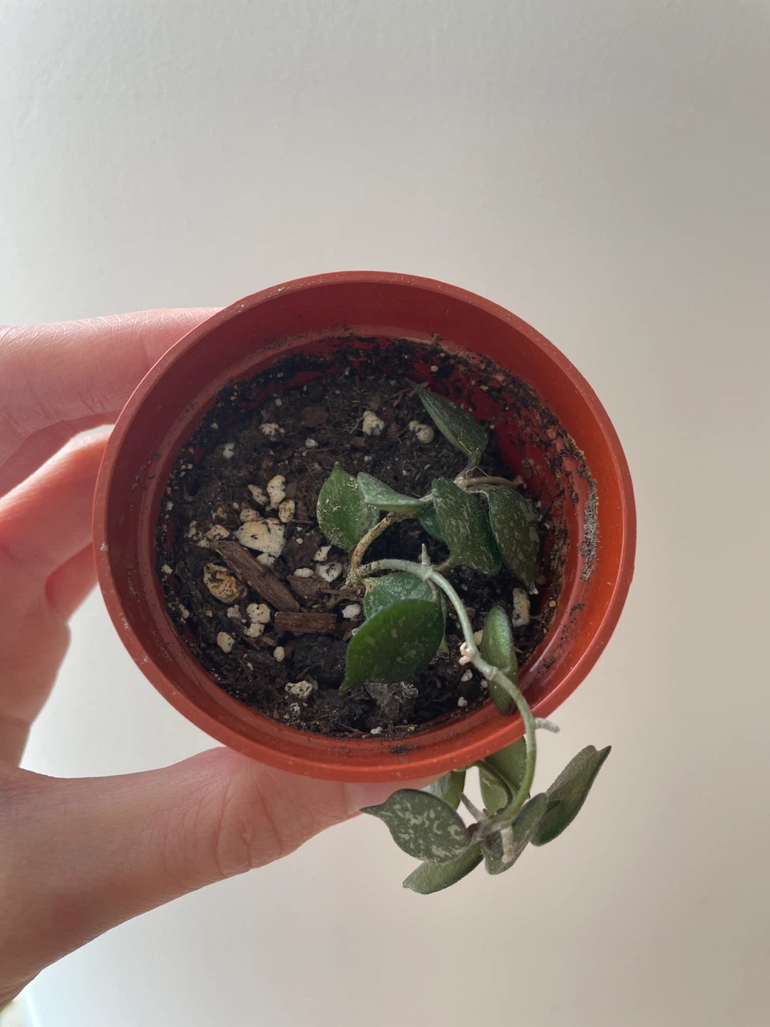 Hoya Curtisii plant - photo 2