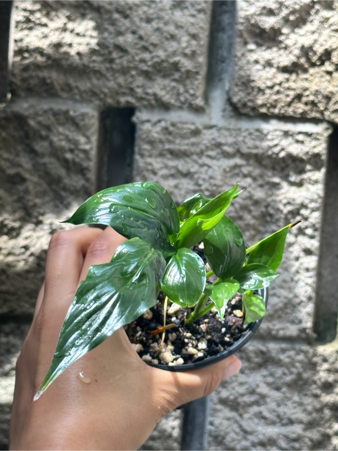 Peace Lily Plany