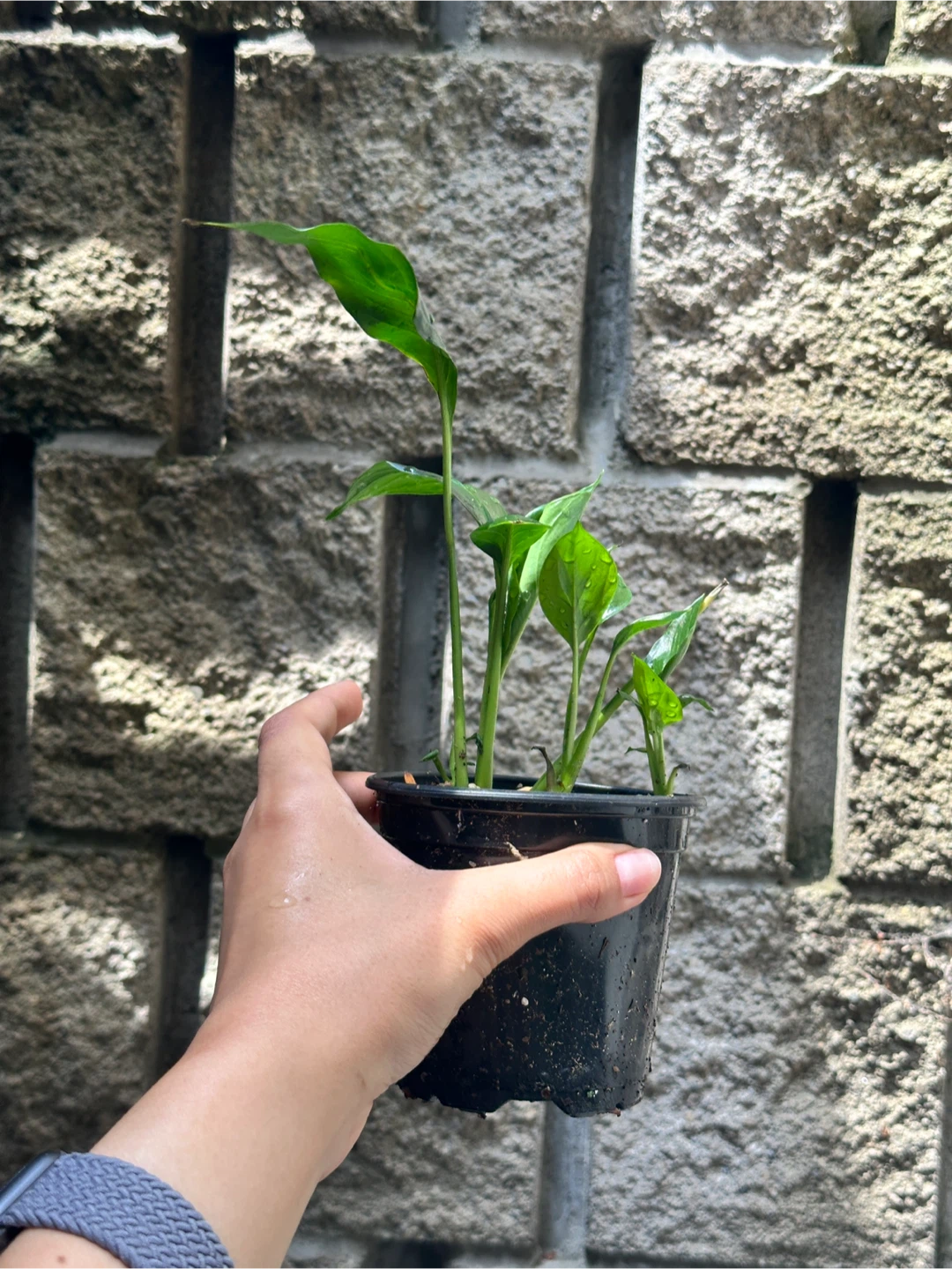 Peace Lily Plany - photo 2