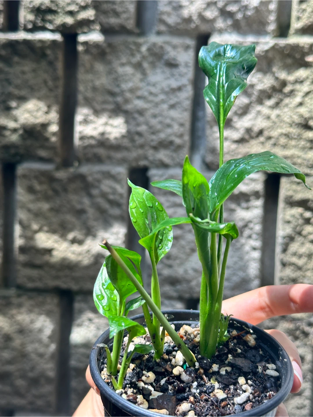 Peace Lily Plany - photo 3