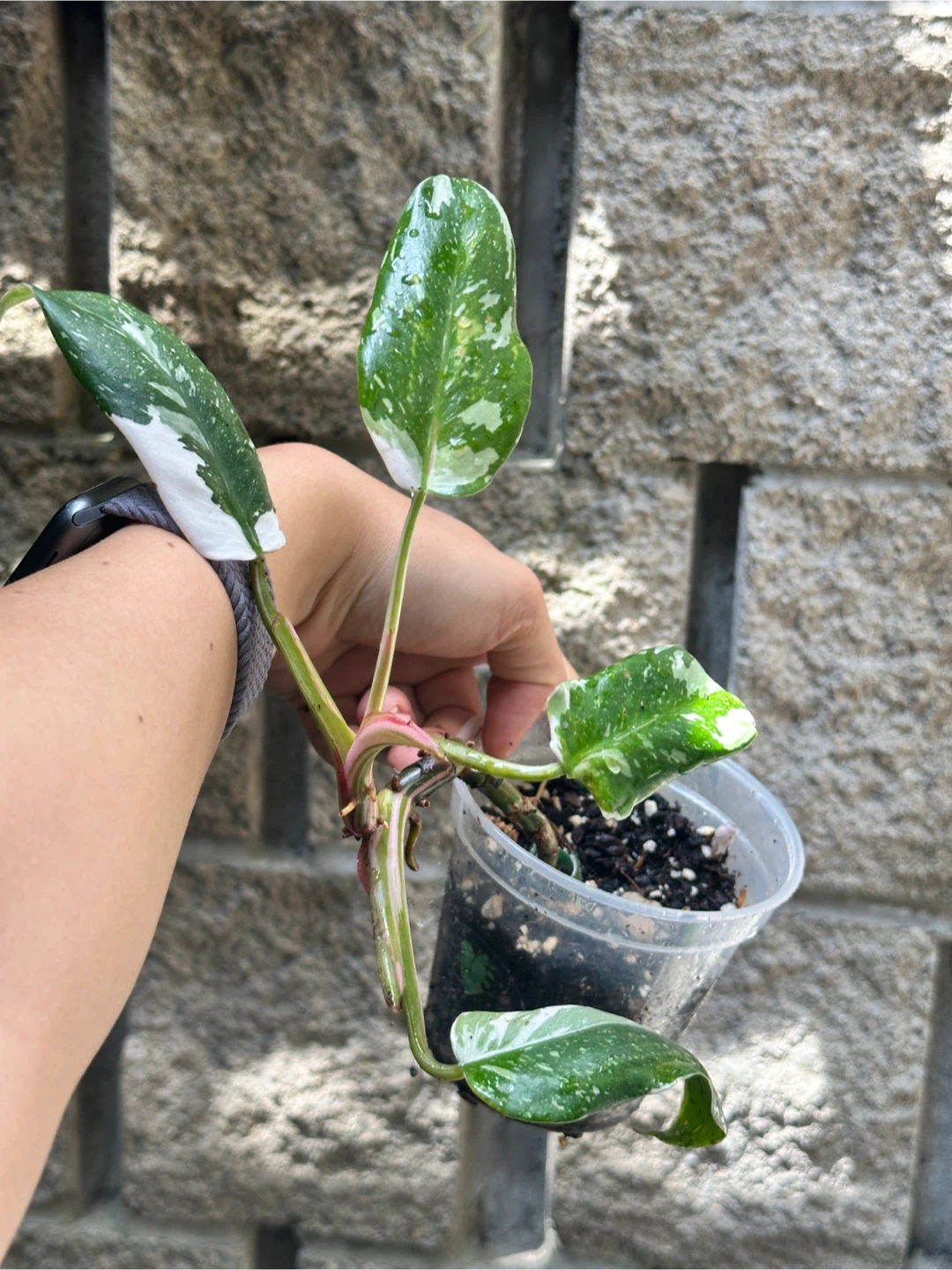 Philodendron White Princess Plant