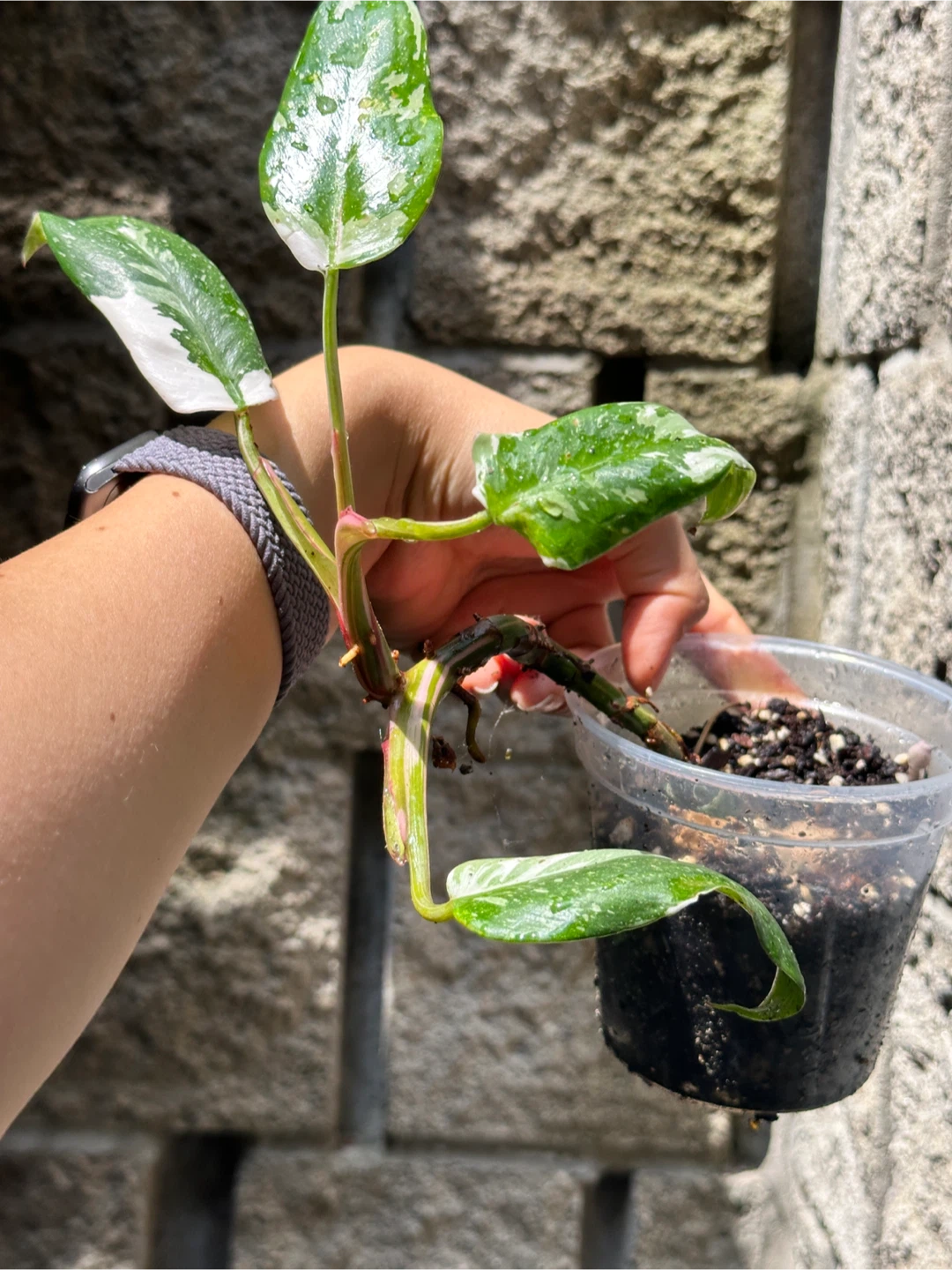 Philodendron White Princess Plant - photo 2