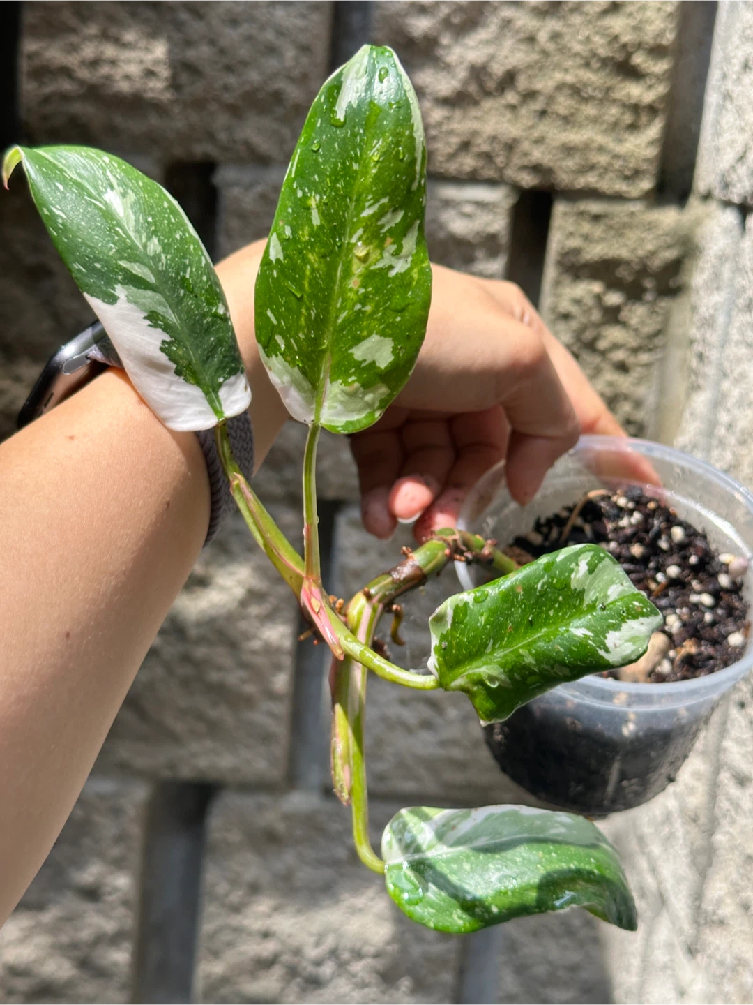 Philodendron White Princess Plant - photo 3