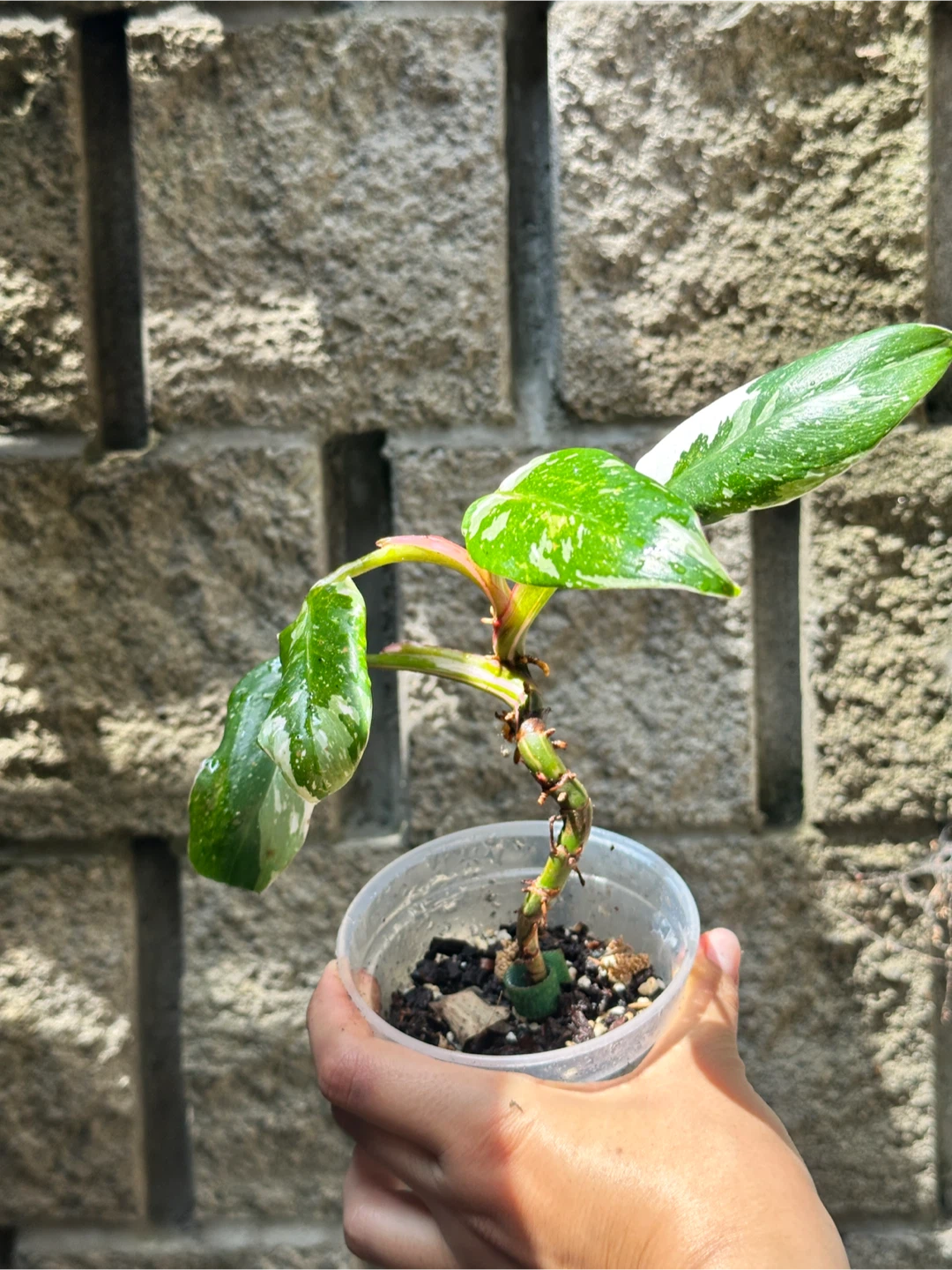 Philodendron White Princess Plant - photo 4