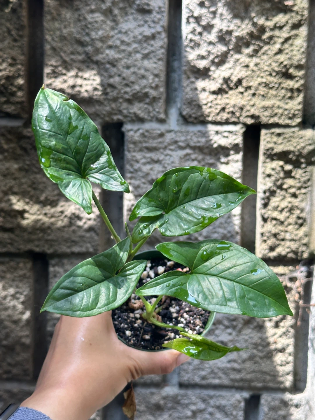Syngonium Podophyllum Plant