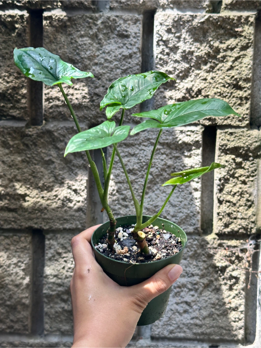Syngonium Podophyllum Plant - photo 2