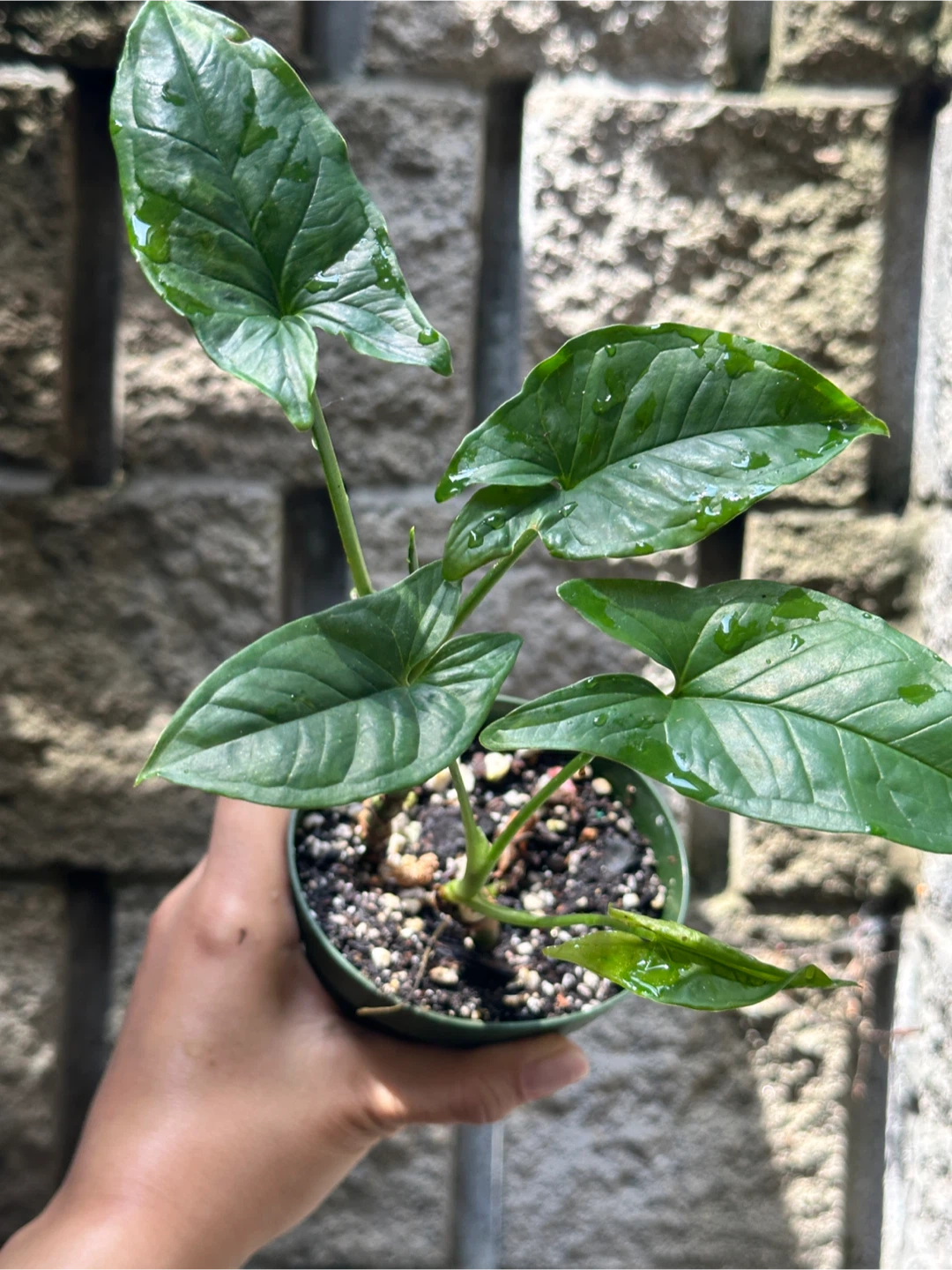Syngonium Podophyllum Plant - photo 3
