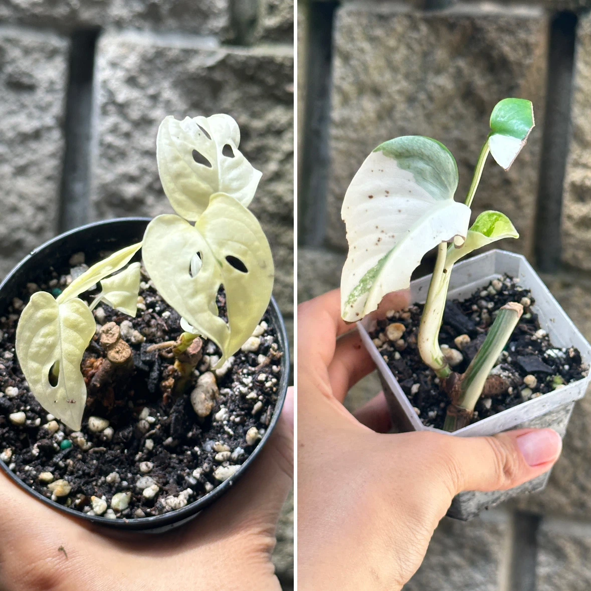 Monstera Albo Plant Bundle