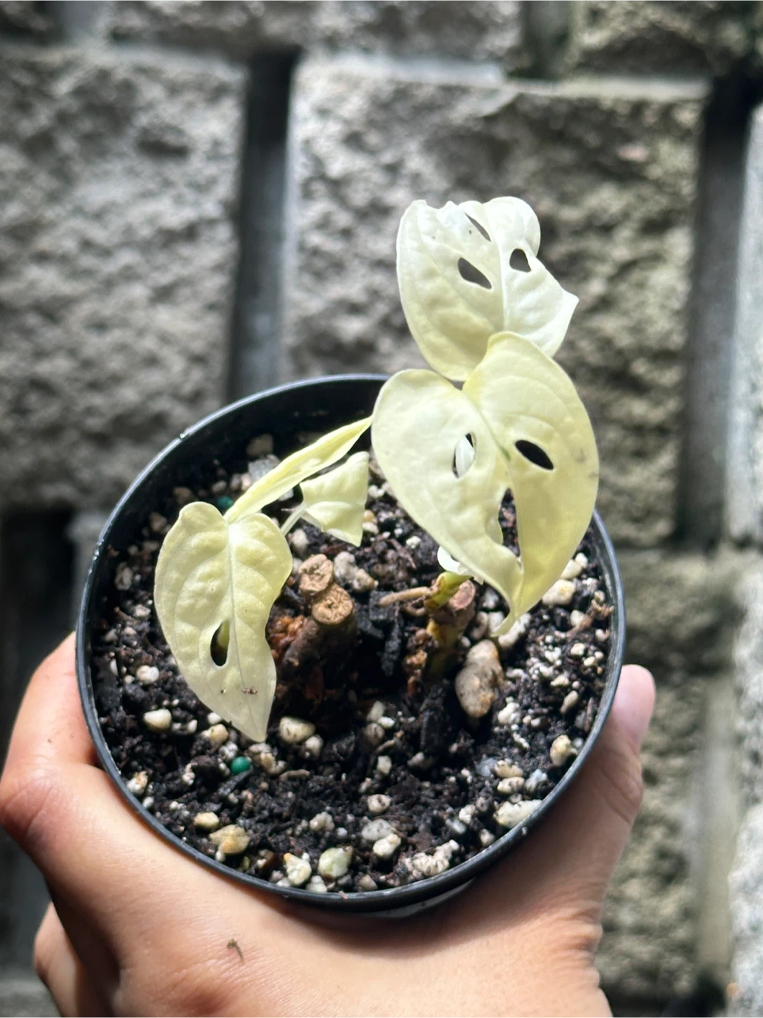 Monstera Albo Plant Bundle - photo 2