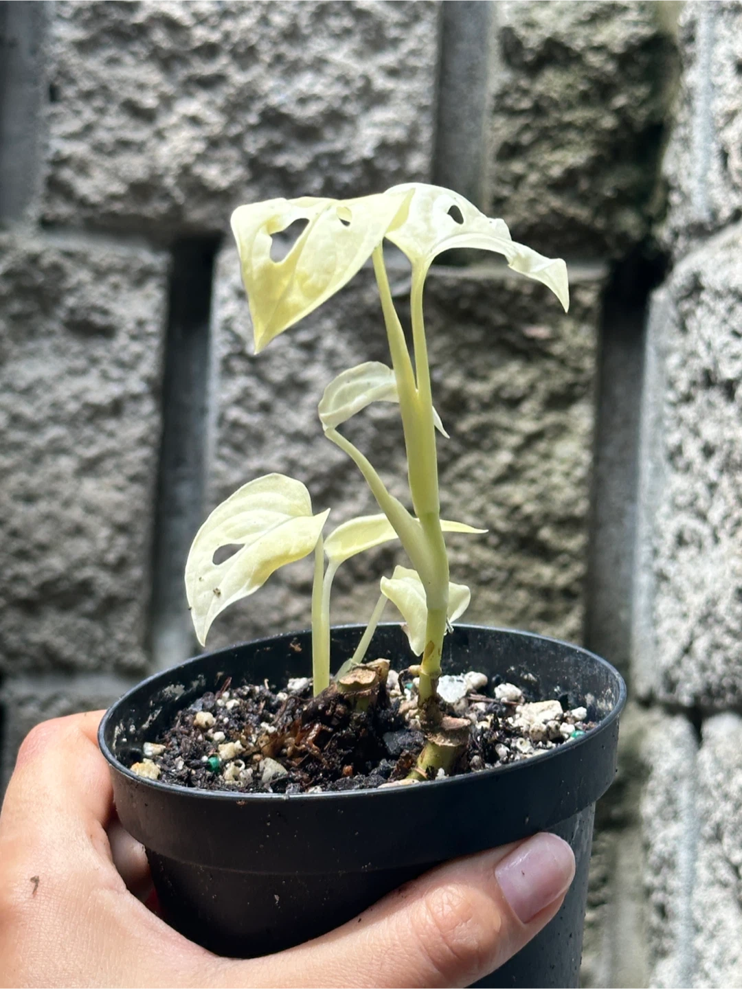 Monstera Albo Plant Bundle - photo 3