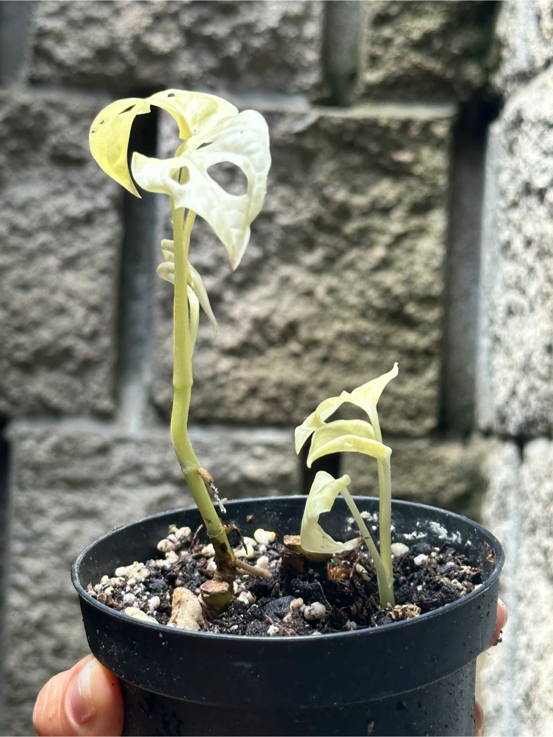 Monstera Albo Plant Bundle - photo 4