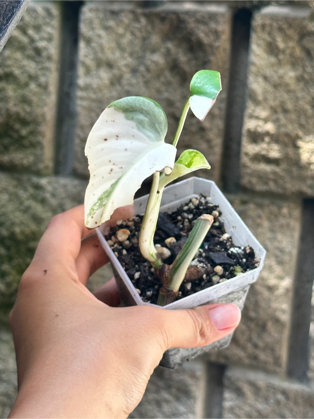 Monstera Albo Plant Bundle - photo 5