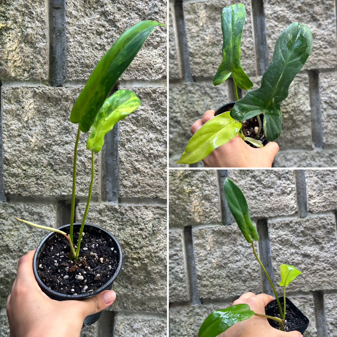 Philodendron Kitina Plants