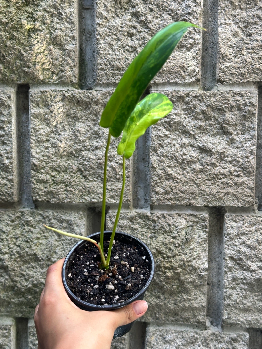 Philodendron Kitina Plants - photo 2