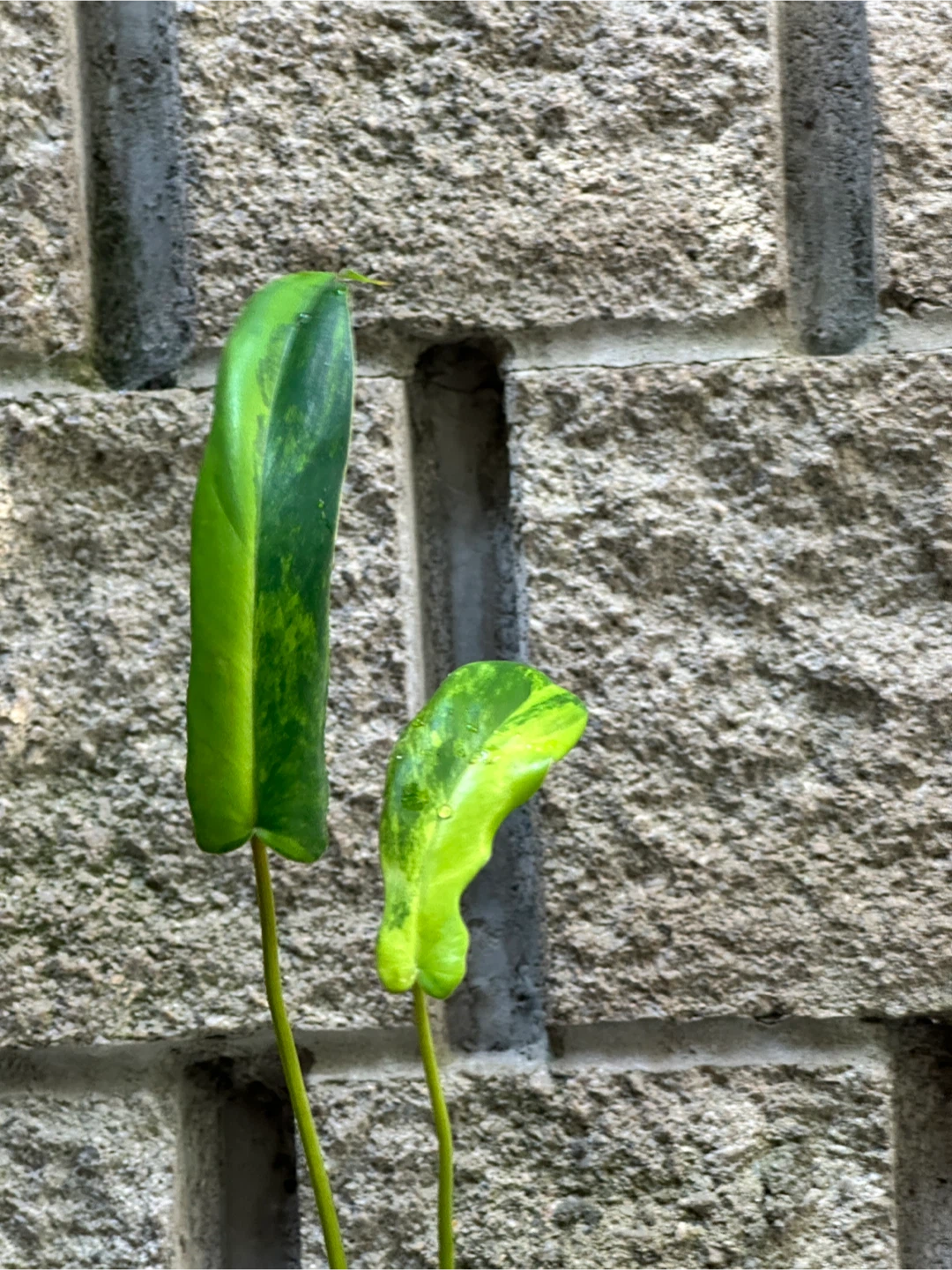 Philodendron Kitina Plants - photo 3