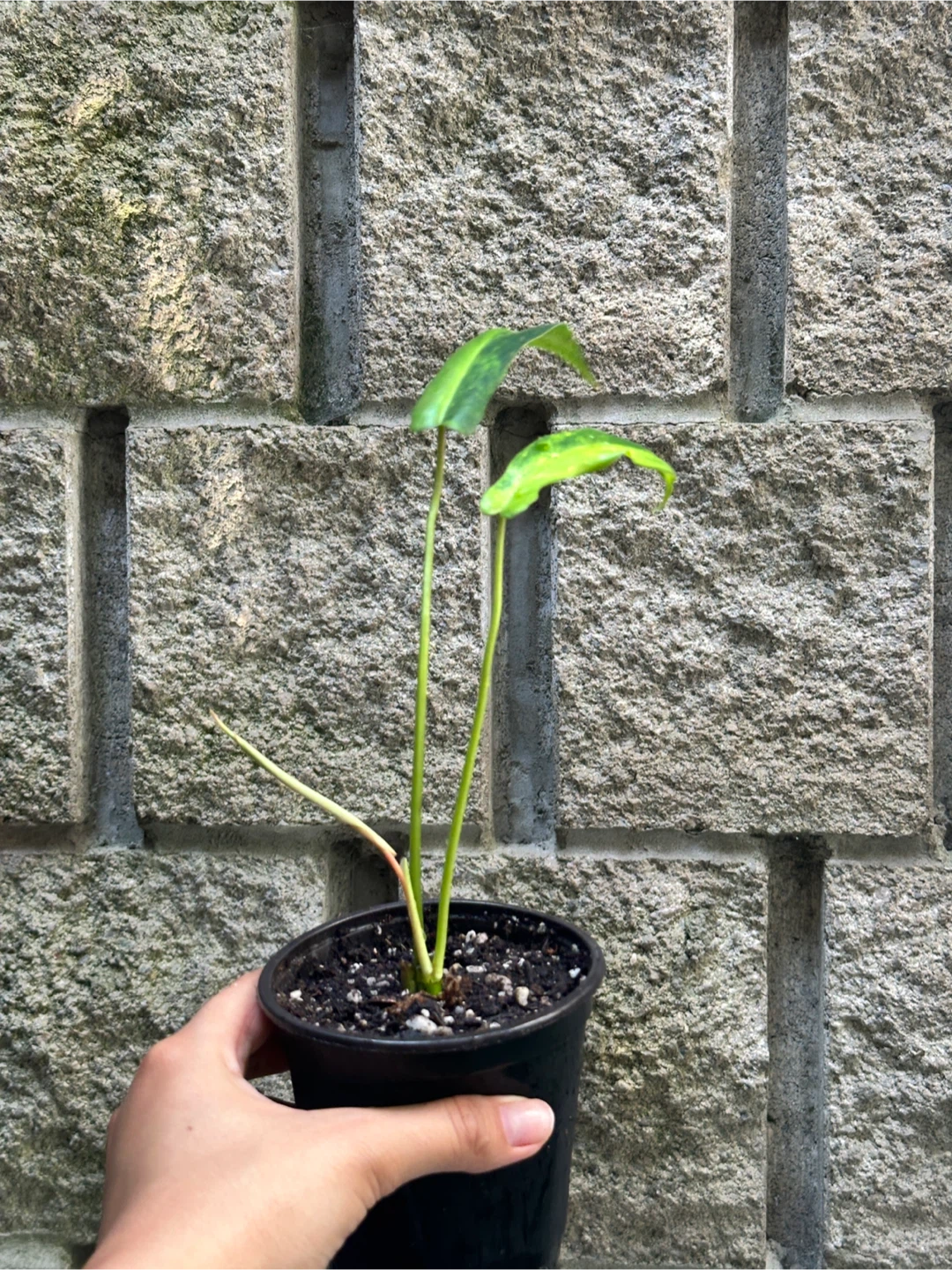 Philodendron Kitina Plants - photo 4