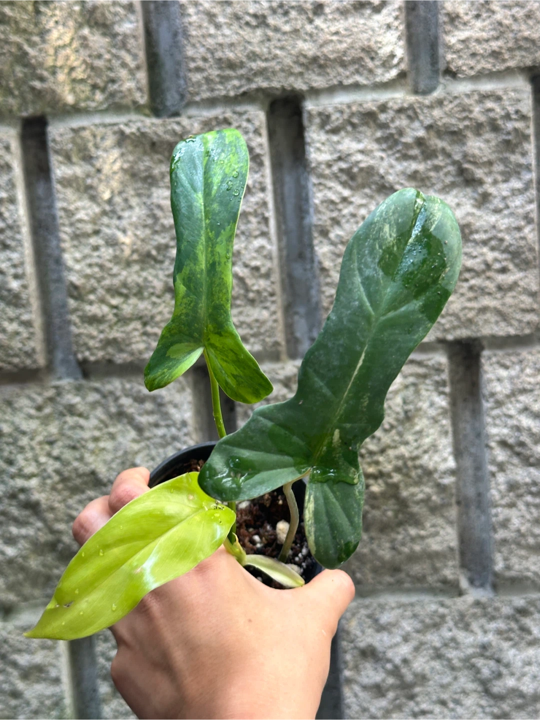Philodendron Kitina Plants - photo 5