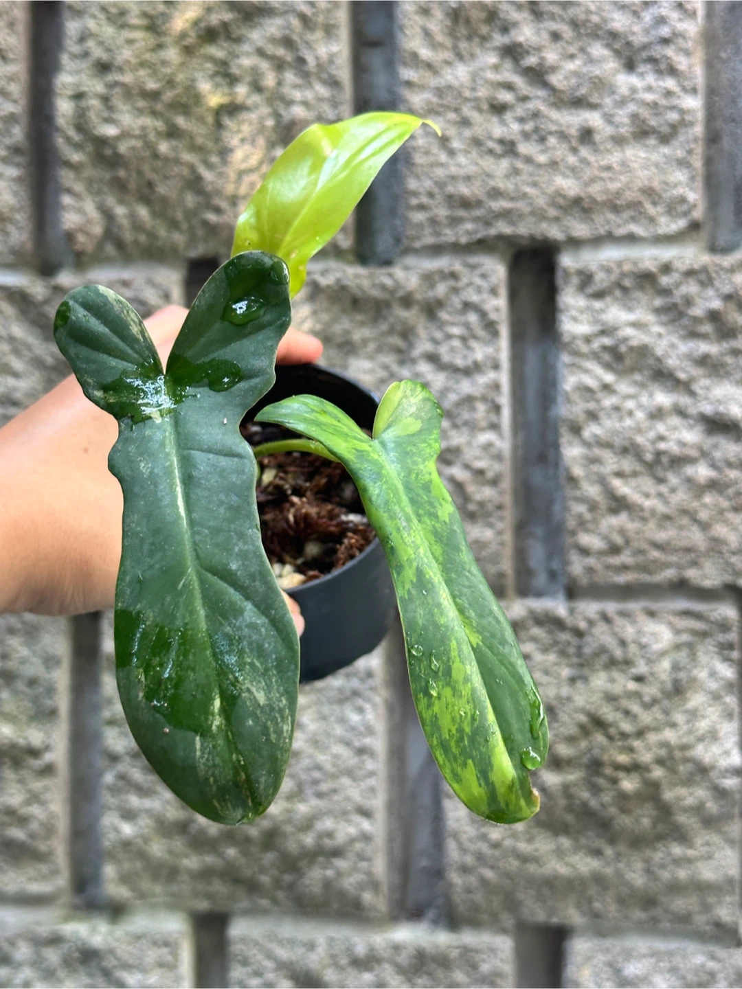 Philodendron Kitina Plants - photo 3