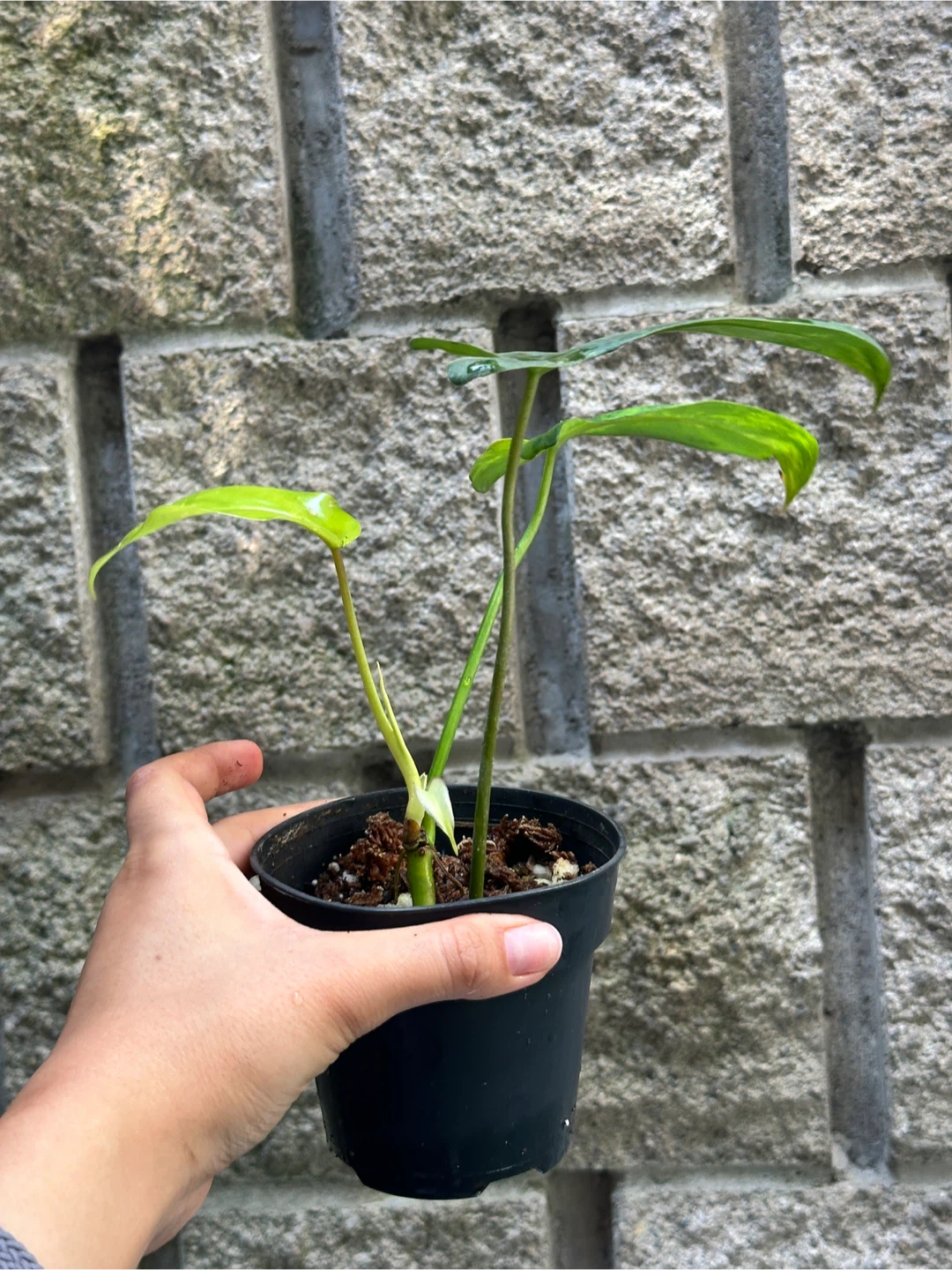 Philodendron Kitina Plants - photo 4