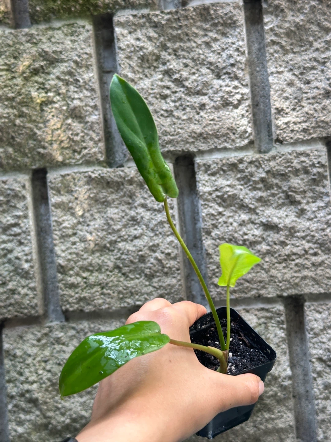 Philodendron Kitina Plants - photo 5