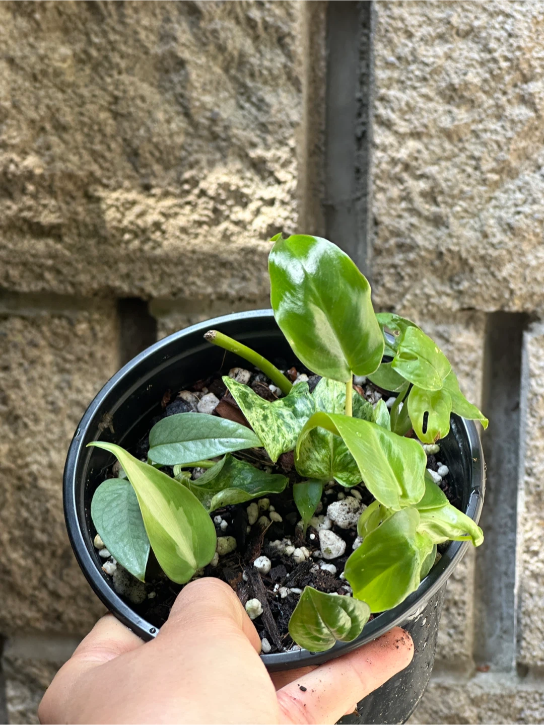 Trailing Plant Bundle