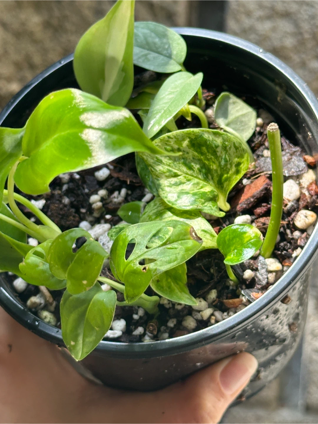 Trailing Plant Bundle - photo 2