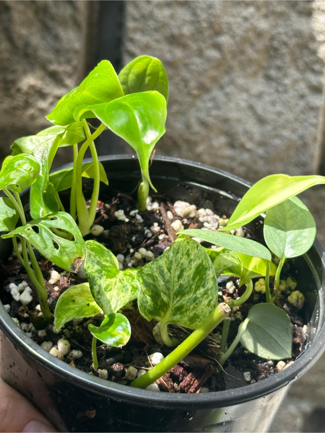 Trailing Plant Bundle - photo 3