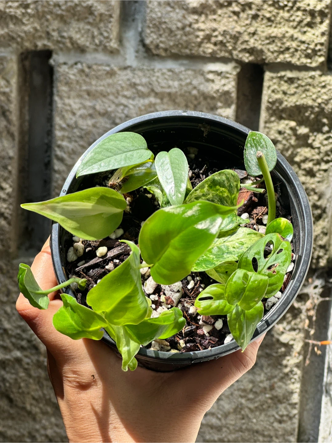 Trailing Plant Bundle - photo 4