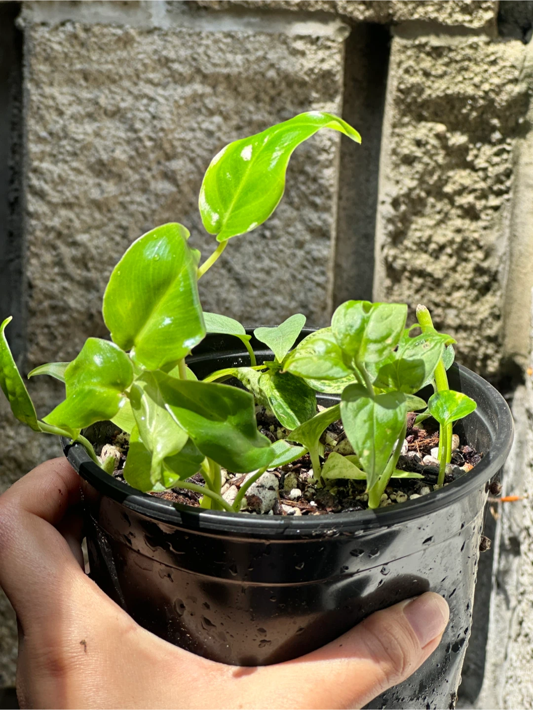 Trailing Plant Bundle - photo 5