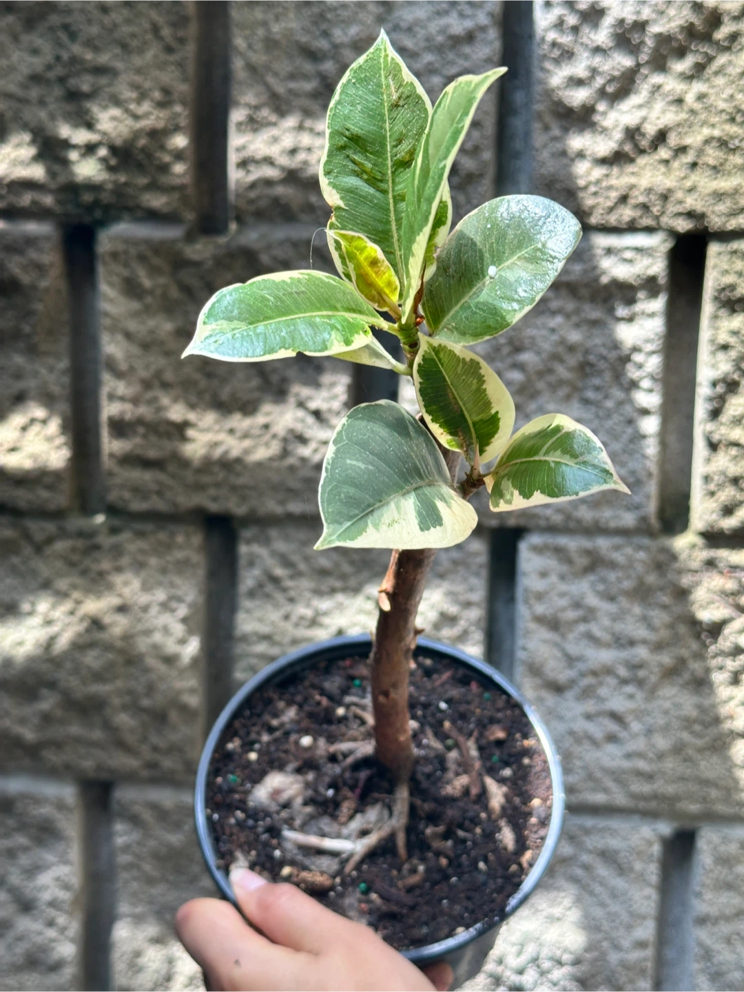 Ficus Elastica Tineke Plant