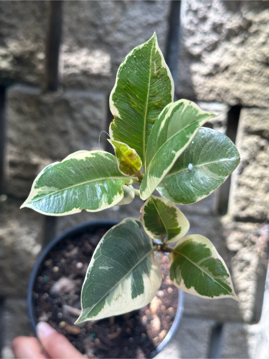 Ficus Elastica Tineke Plant - photo 2