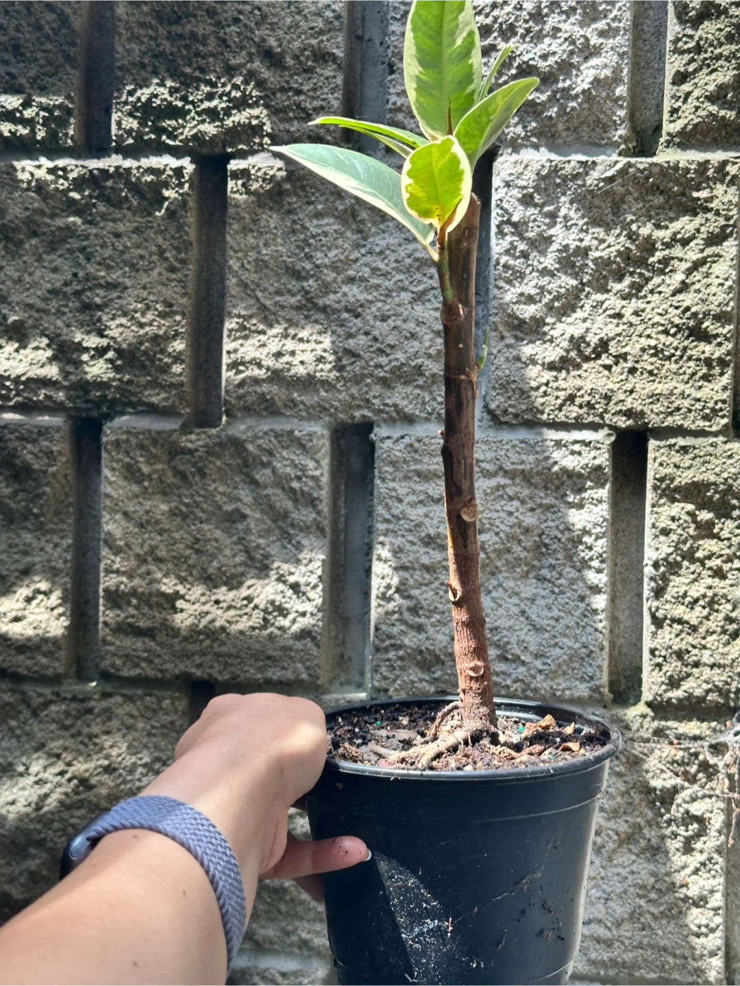 Ficus Elastica Tineke Plant - photo 3