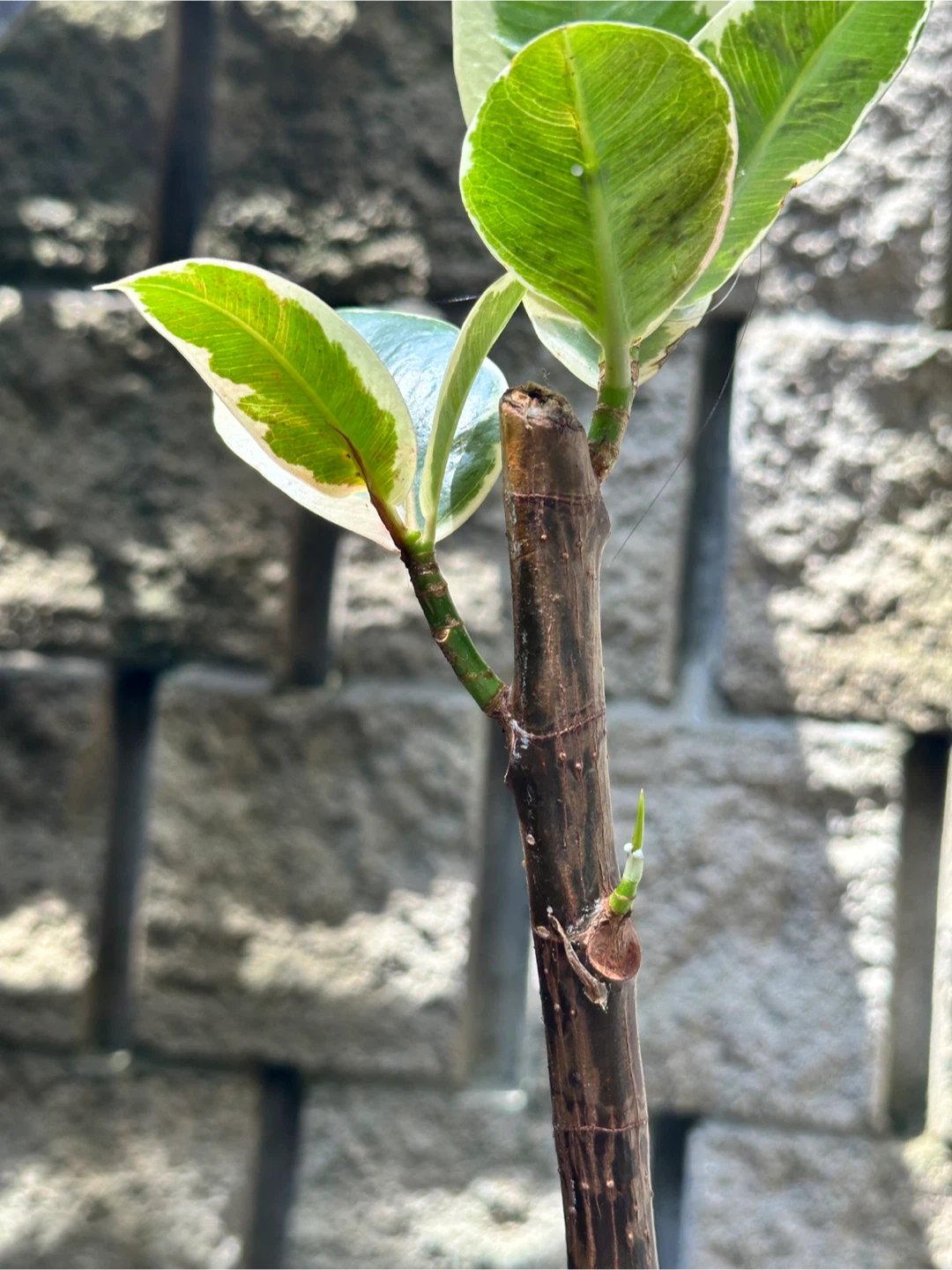 Ficus Elastica Tineke Plant - photo 4