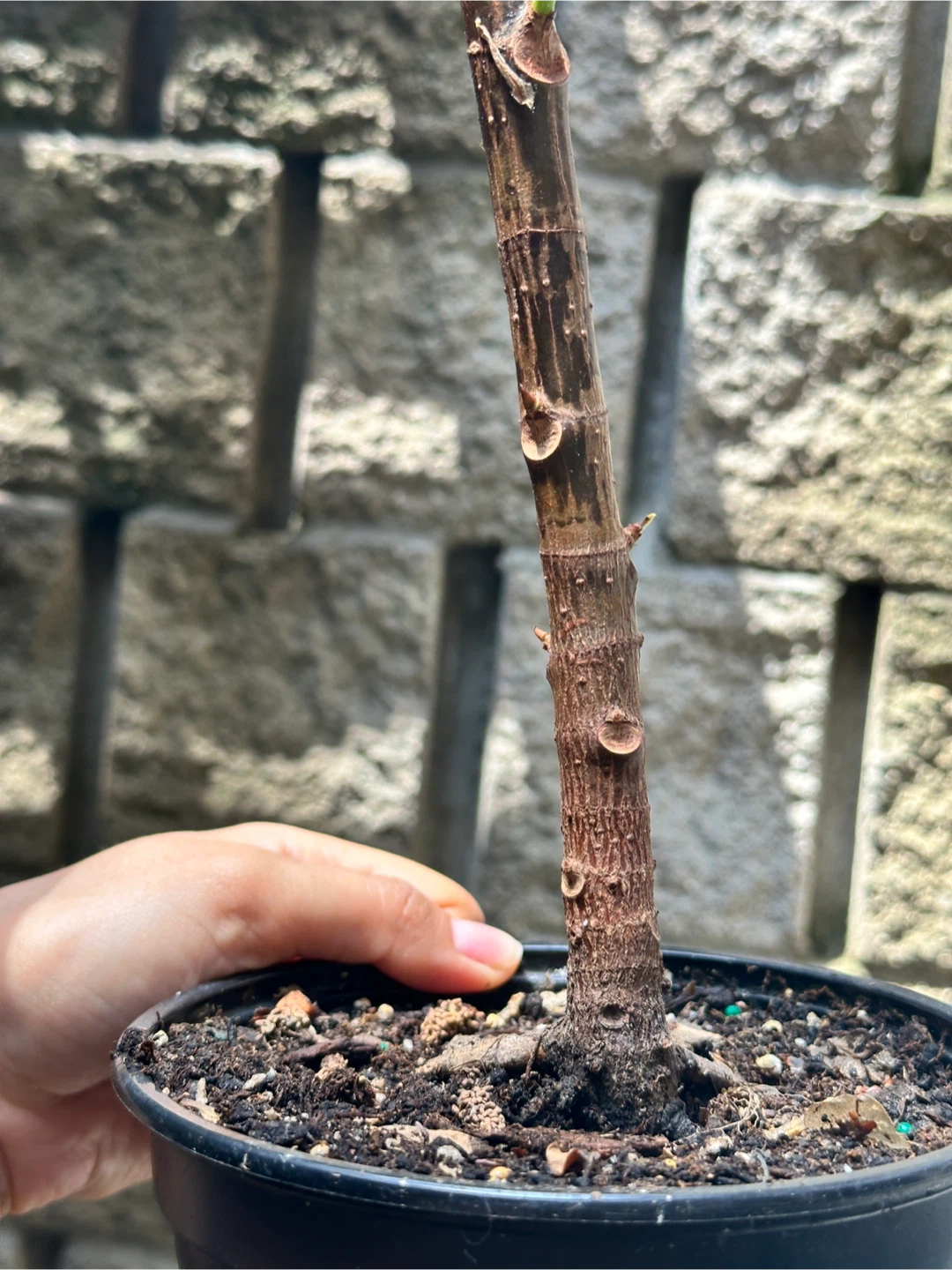 Ficus Elastica Tineke Plant - photo 5
